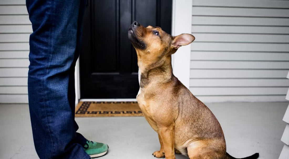 5 Simple Dog Care Tips Every Owner Should Know