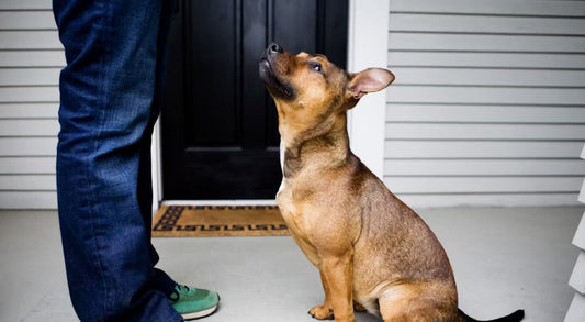 5 Simple Dog Care Tips Every Owner Should Know