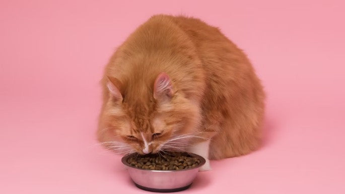 How to Choose the Right Food for Your Cat
