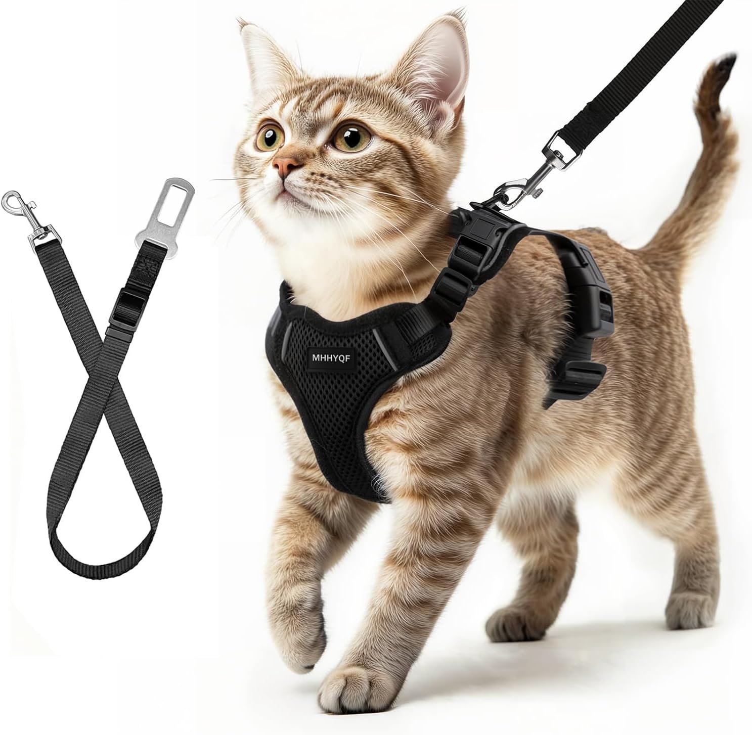 A cat wearing a harness and leash walking outdoors with its owner.