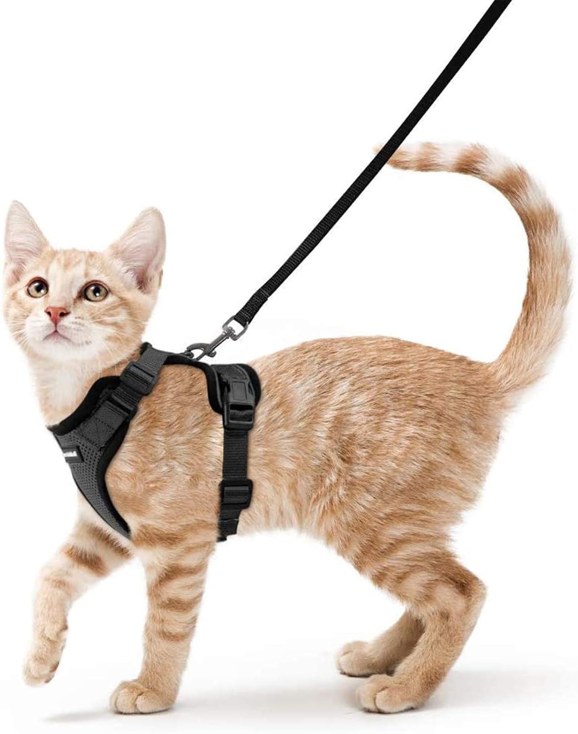 A gray cat wearing a stylish safety collar indoors.