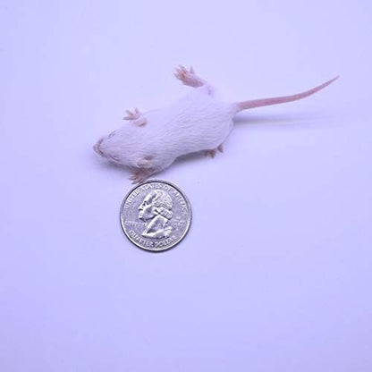 MiceDirect Frozen Mice Combo Pack 20 Fuzzies & 20 Hoppers Frozen Reptile & Snake Food (40 Count)