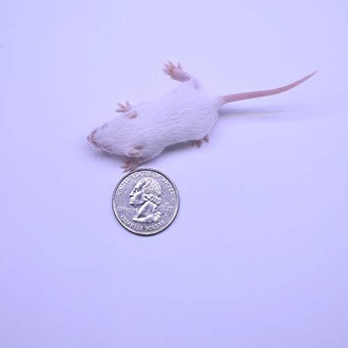 MIceDirect Frozen Mice Combo Pack of 20 Fuzzie & Hopper Feeder Mice – 10 Fuzzies & 10 Hoppers - Food for Corn Snakes, Ball Pythons, & Pet Reptiles - Snake Feed Supplies