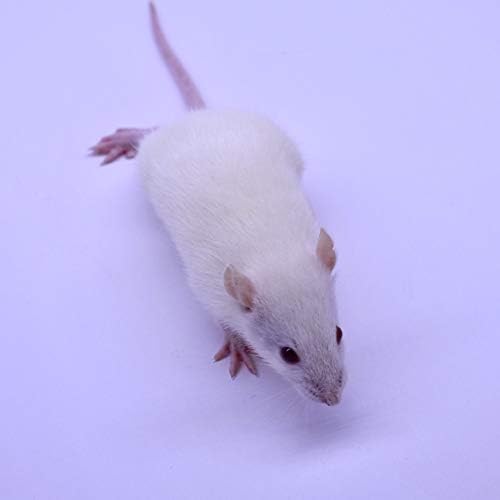 MiceDirect- Rat Weanlings- Fresh Fast Frozen Food Feeders for SubAdult Ball Python Red Tail Boa Monitor Lizard Birds of Prey Pet Reptiles (3.5-4.5 in (Pack of 75))