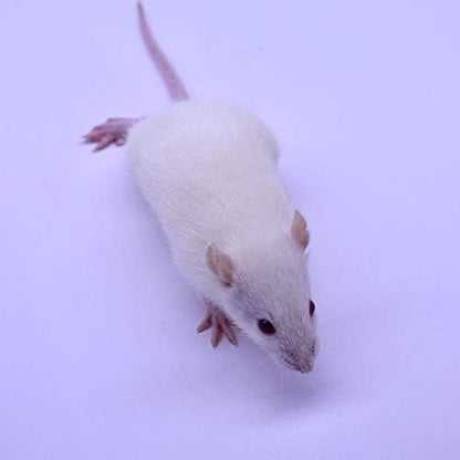 MiceDirect- Rat Weanlings- Fresh Fast Frozen Food Feeders for SubAdult Ball Python Red Tail Boa Monitor Lizard Birds of Prey Pet Reptiles (3.5-4.5 in (Pack of 75))