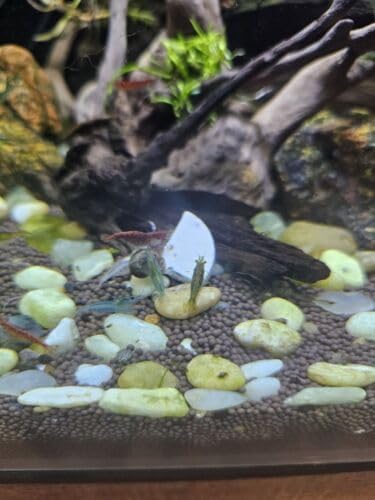 Aquatic Foods Inc. Calcium Enriched Sinking Food Disks for Shrimp, Snails, Crabs, Crayfish, Hermit Crabs, Plecos, Catfish, Bottom Fish, All Tropical Fish. 25 Small & 25 Medium Discs Jar