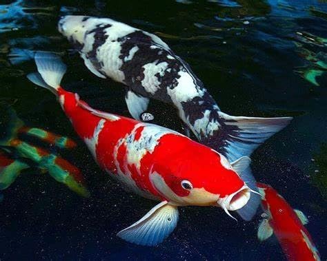 Aquatic Foods Inc. 5oz Red Shrimp 3/8" to 1/2" Freeze Dried Red Shrimp, Floating Shrimp for Cichlids, Large Fish, All Tropicals, Koi & Pond Fish, Rodents, Reptiles, Turtles 5.0oz Bag