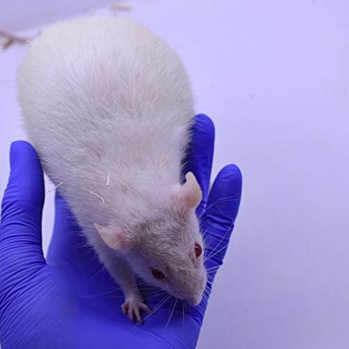 MiceDirect EST. 2003 20 Jumbo Rats: Fresh Fast Frozen Food for Corn Snakes Ball Pythons