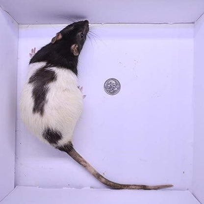 MiceDirect EST. 2003 20 Jumbo Rats: Fresh Fast Frozen Food for Corn Snakes Ball Pythons