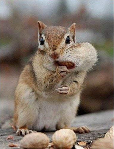 Wakefield Virginia Peanuts Bulk 45LB Bag Shelled for Squirrels, Birds, Deer, Pigs and a Wide Variety of Wildlife, Raw Peanuts/Bulk Nuts/Blue Jays/Cardinals/Woodpeckers
