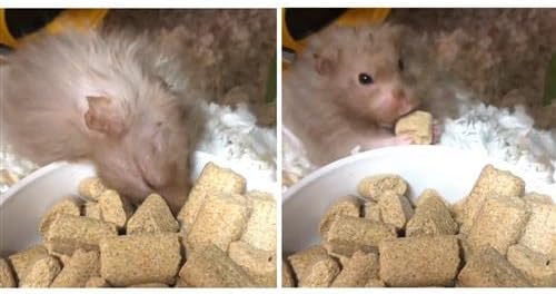 Rodent Blocks - Nutritional Rodent Food - for Rats, Mice, Squirrels, Degus (3 lb.)