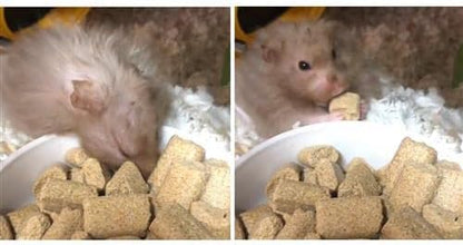 Rodent Blocks - Nutritional Rodent Food - for Rats, Mice, Squirrels, Degus (3 lb.)