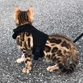 PETTOM Bunny Rabbit Harness with Stretchy Leash Cute Adjustable Buckle Breathable Mesh Vest for Kitten Small Pets Walking (Black,S)