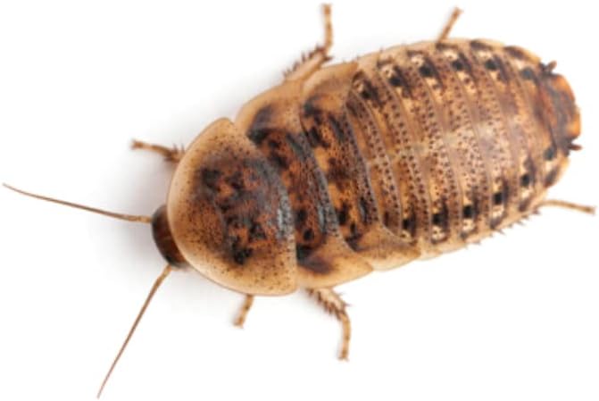 Premium Roach/Cricket Chow and Water Crystal Combos by Five-Star Feeders (5 lb. Roach Chow and 4 oz. Water Crystals)