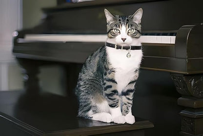 Khaki XXS Dog Collar with Bell, Faux Leather Kitten Collar with Bells Pu Basic Boy Dog Collars for XXS XSmall Small Medium Pet Male Dogs Little Cats Tiny Animal, XXSmall