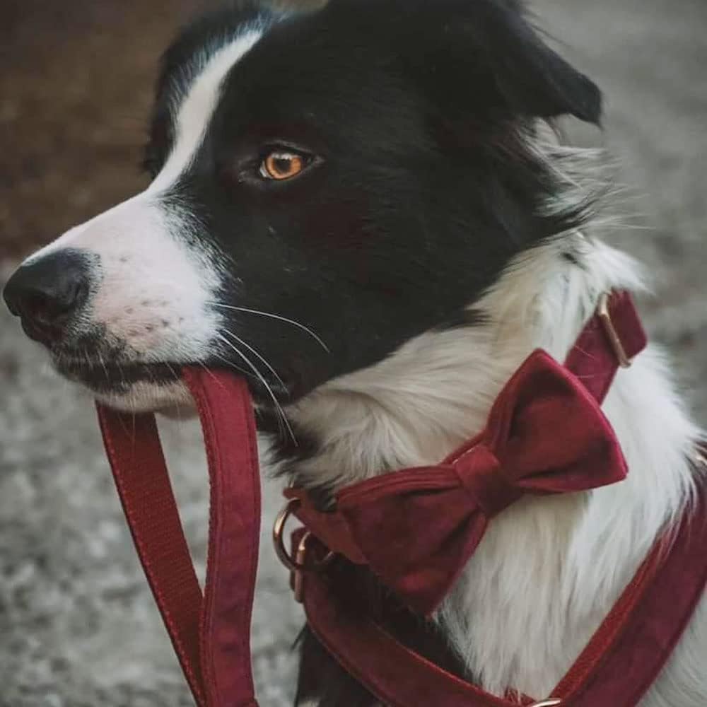 PETDURO Custom Dog Collar Personalized with Name Engraved Gold Metal Buckle for Large Medium Small Girl Dogs - Dog Leash Bow Tie and Harness Available - Soft Comfy Velvet (Claret G, L)