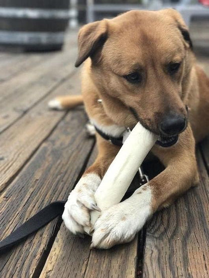 Cowdog Chews Retriever Roll 9-10 inch All Natural Rawhide Dog Treat (5 Pack)