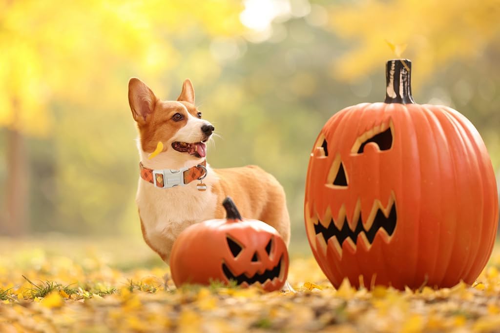 DOGWONG Fall Orange Plaid Dog Collar- Cute Designer Fall Autumn Thanksgiving Checkered Dog Collars Adjustable Halloween Dog Collar for Small Medium Large Dogs L