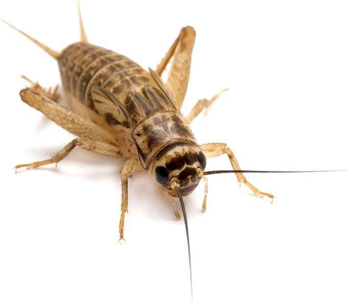 Premium Roach/Cricket Chow and Water Crystal Combos by Five-Star Feeders (2 lb. Roach Chow and 1 oz. Water Crystals)