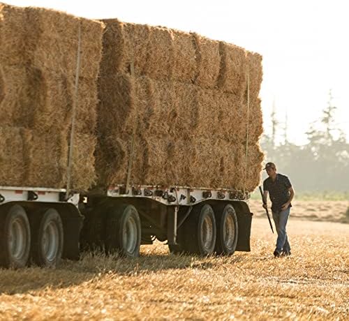 Blue Mountain Hay | Fresh Teff Grass Hay (15 Ounce) | Low NSC, High Fiber, Healthy Weight Management | High-Altitude Hay Pet Food for Rabbits, Guinea Pigs, Chinchillas, Hamsters, and Other Small Pets