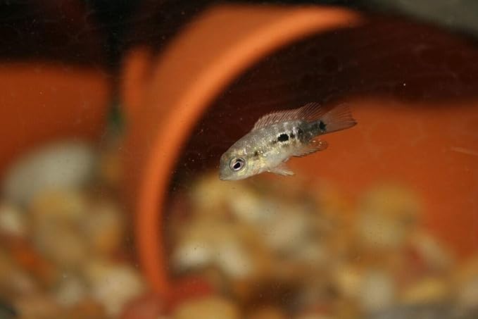 Aquatic Foods Inc. Freeze-Dried Bloodworms, Our Grade A Floating Bloodworms for All Freshwater Fish, Marine Fish, Corals, Anemones, Baby Pond Fish…0.8oz Squeeze Bottle