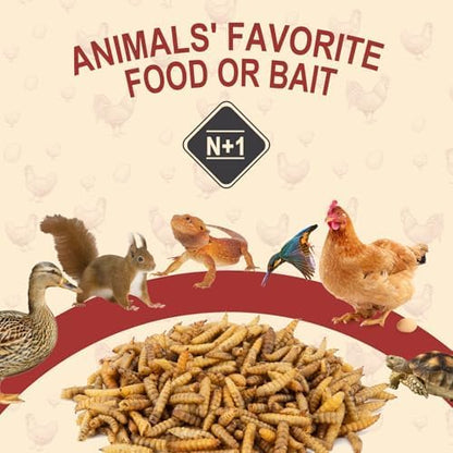 DE AVILA Dried Black Soldier Fly Larvae for Chickens Bulk, Non GMO 86X High Calcium Grubs Than Meal Worms for Laying Hens,100% Natural BSF Larvae for Chicken Wild Bird Treats 2.5LB