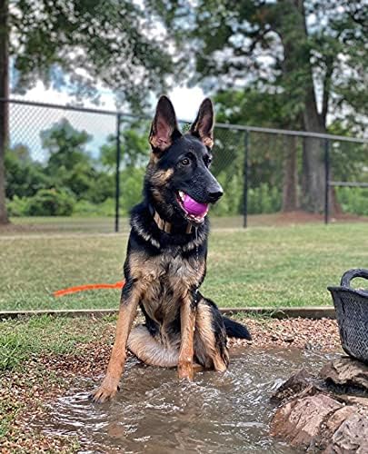 Chew King Dog Fetch Balls for All Breed Sizes