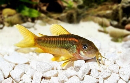 Aquatic Foods Inc. Brine Shrimp Sinking Micro Bites for Guppies, Nano Fish, Cichlids, Discus, Corys, Tetras, Bettas All Tropical Fish…2.1oz Squeeze Bottle