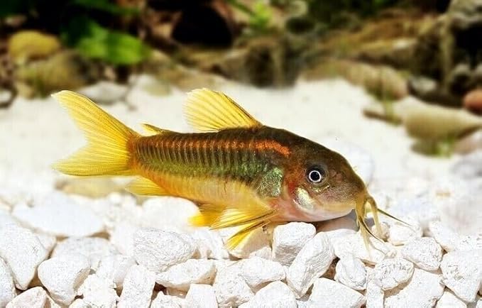 Aquatic Foods Inc. Brine Shrimp Sinking Micro Bites for Guppies, Nano Fish, Cichlids, Discus, Corys, Tetras, Bettas All Tropical Fish…1.4oz Squeeze Bottle