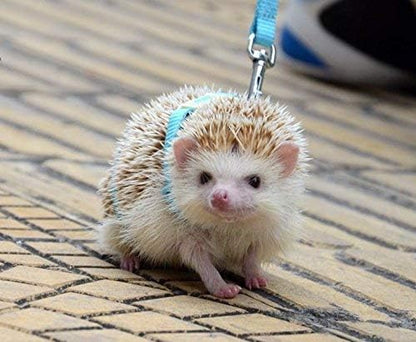 Adjustable Small Pet Hedgehog Harness for Training Playing Traction Rope (Blue)