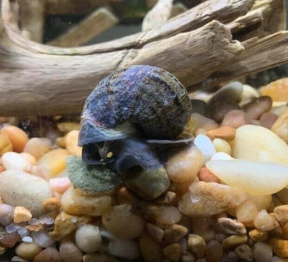 Aquatic Foods Inc. 3.5mm - 1/8" Micro Sinking Wafers of Algae, Spirulina, Veggies for All Tropical Fish, African Cichlids, Shrimp, Snails, Crabs, Catfish, Small Plecos…1-lb 4.3oz Clear Bag