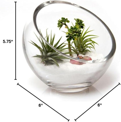 Chive - Round, Handmade Clear Glass Bowl for Succulents, Cacti, Air Plants, Moss, Tillandsia, Bromeliads, Terrarium (Large)