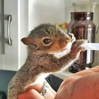 Exotic Nutrition Specialty Milk Replacer 8.8 Oz - - Healthy Powdered Formula - Ideal for Squirrel, Rabbit, Opossum, Raccoon