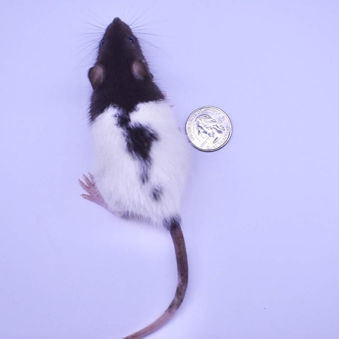 MiceDirect Frozen Rat Combo Pack of Weanling & Small Feeder Rats Weanlings & Rat Smalls Feeder Food for Snakes and Reptiles (40)