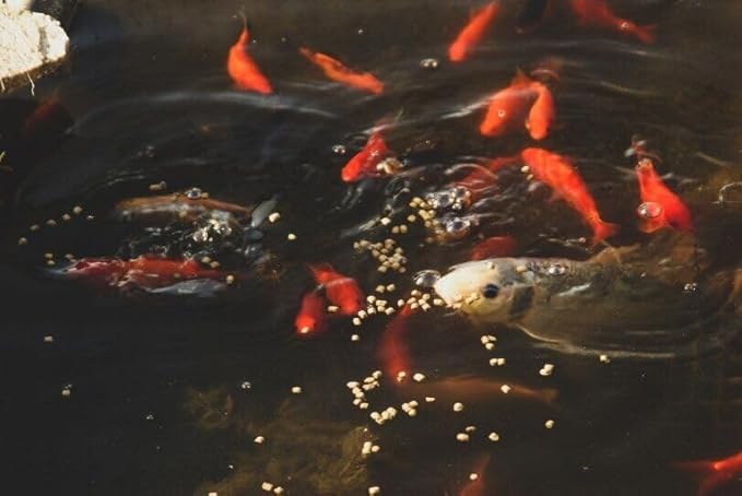 Aquatic Foods Inc. 0.8mm Micro Spirulina Green GRO Floating Pellets for Guppies, Tetras, Bettas, Nano Fish, All Baby Fish…2.4oz Squeeze Bottle