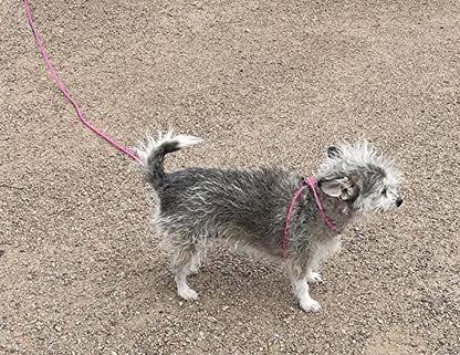 12-Foot Mini Pig Harness - Adjustable Harness & Leash for All Animals - Pigs, Ferrets, Rabbits, Guinea Pigs, Dogs, Cats, Reptile, and Chickens