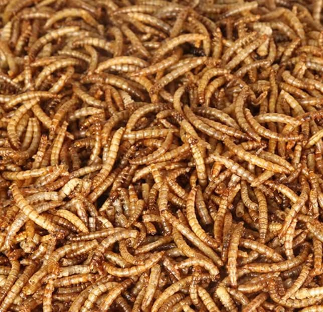 Bulk Dried Mealworms 10Lb Bag -Premium Non-GMO Dried Mealworms for Chicken, Nutritious High Protein - 100% Natural for Laying Hens, Birds, Ducks, Chicken Feed
