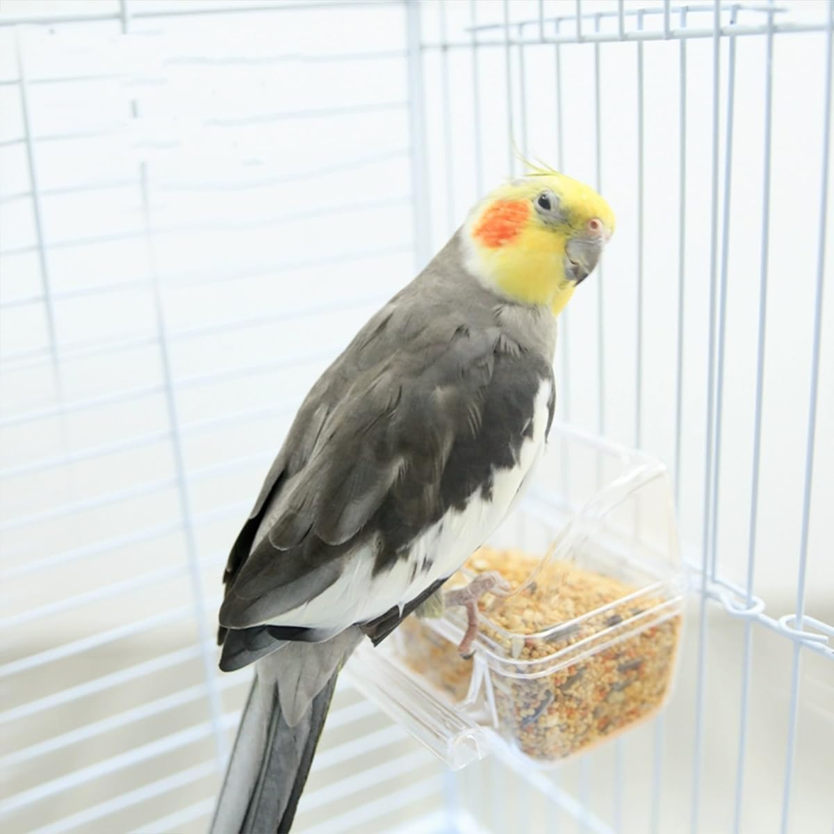 2 Pack Bird Feeder Bowl Clear Water Container Bird Cage Dish No Mess Parakeet Hanging Food Cup for Cage Plastic Parakeet Feeder with Perch