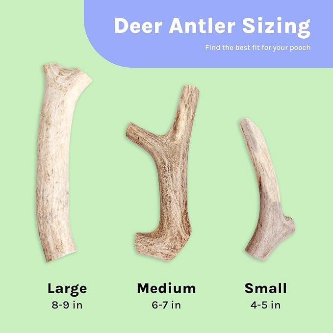 Good Trouble Premium Deer Antlers for Medium Dogs – 1 Whole Antler Pets - North American Sourced for Dental Health & Anxiety Relief - Odor-Free & Non-Toxic Chew Bone for Dogs