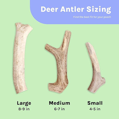 Good Trouble Premium Deer Antlers for Small Dogs – 1 Whole Antler Pets - North American Sourced Deer Antlers for Dental Health & Anxiety Relief - Odor-Free & Non-Toxic Chew Bone for Dogs