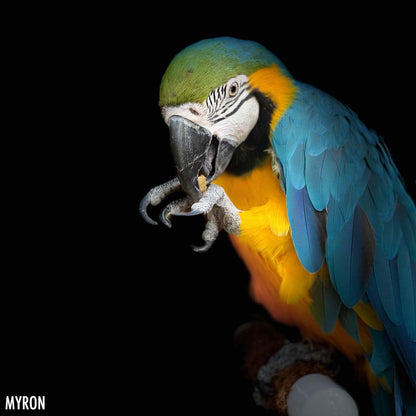 Harrison's Bird Foods Pepper Lifetime Coarse Certified Organic Non-GMO Formula Bird Food 1lb