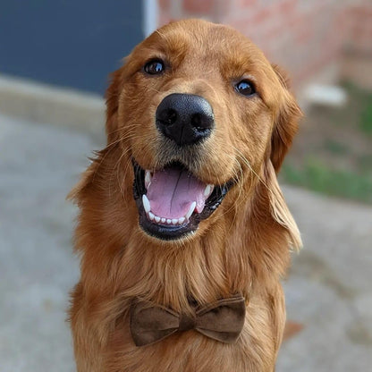 PETDURO Custom Dog Collar Personalized with Name Engraved Quick Release Gold Metal Buckle for Large Medium Small Girl Dogs - Dog Leash and Bow Tie Available - Soft Comfy Velvet (Brown G, L)