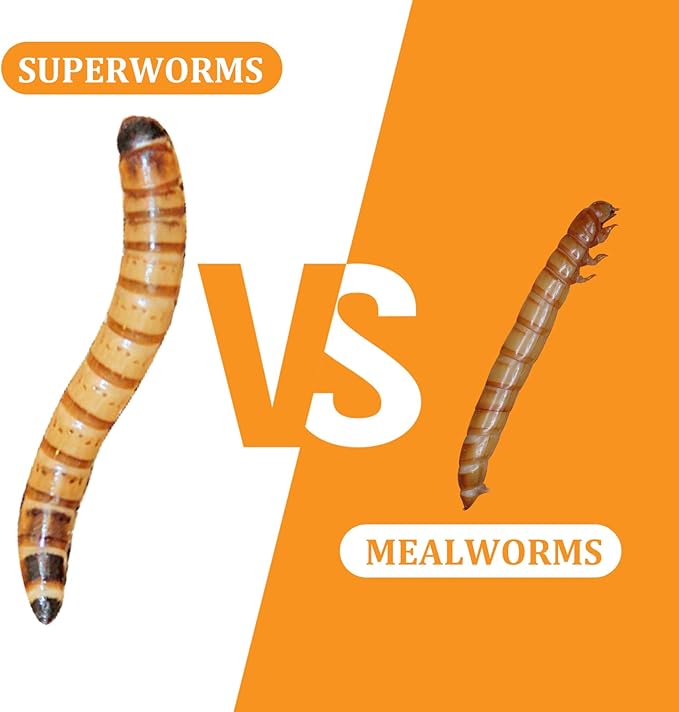 6 Pack Canned Superworms for Reptiles, Fish, Birds and Small Animals, Super Worms, Healthy High Protein Treat for Reptile Bird Fish Food 7.2 Ounces Total