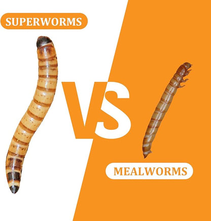 6 Pack Canned Superworms for Reptiles, Fish, Birds and Small Animals, Super Worms, Healthy High Protein Treat for Reptile Bird Fish Food 7.2 Ounces Total