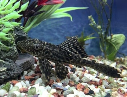 Aquatic Foods Inc. Calcium Enriched Food Shells, Small & Medium Extra Thick Shells for Shrimp, Snails, Crabs, Crayfish, Plecos, Catfish, Bottom Fish, All Tropical Fish, Small & Medium…50 Count Jar