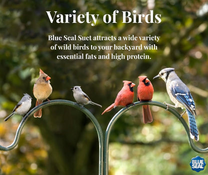 Blue Seal Peanuts & Pecans Suet Cake | Suet Cakes for Wild Birds | Melt Resistant | Year-Round Feeding | Food for Wild Birds | Made in The USA | 12 oz Suet Cakes (12 Pack)