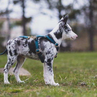PETDURO Custom Dog Collar Personalized with Name Engraved Quick Release Rose Gold Metal Buckle for Large Medium Small Girl Dogs - Dog Leash and Bow Tie Available - Soft Comfy Velvet (Gem Green, S)