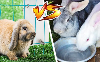 32oz No-Drip Rabbit Waterer Stainless Steel Nipple for Small Animal Rabbit Waterer for Small Pet/Bunny/Ferret/Hamster/Guinea Pig (1L) (cy-tzwsq, xbh1)