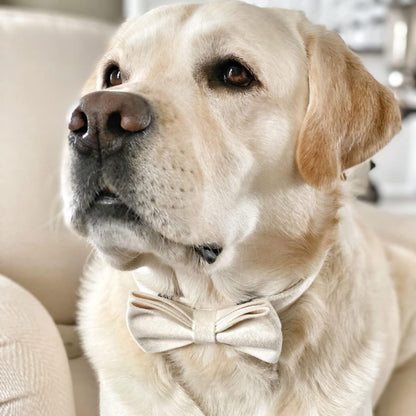 PETDURO Custom Dog Collar Personalized with Name Engraved Quick Release Rose Gold Metal Buckle for Large Medium Small Girl Dogs - Dog Leash and Bow Tie Available - Soft Comfy Velvet (Cream G, XS)