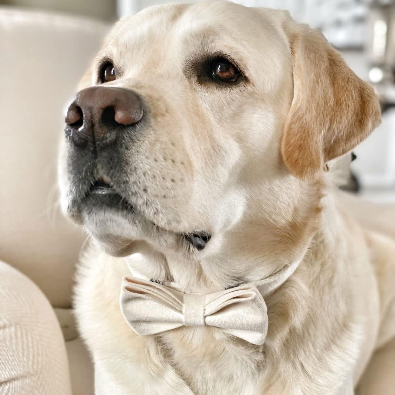 PETDURO Custom Dog Collar Personalized with Name Engraved Quick Release Rose Gold Metal Buckle for Large Medium Small Girl Dogs - Dog Leash and Bow Tie Available - Soft Comfy Velvet (Cream G, L)